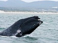 Hermanus Whale Watching Boat Trip with Shared Transfers from Cape Town