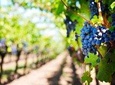 Wine Tour (lunch included)