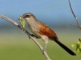 Bird Watching