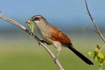 Bird Watching