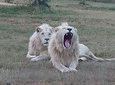 Full-Day Pilanesberg National Park Safari from Johannesburg and Pretoria