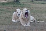 Full-Day Pilanesberg National Park Safari from Johannesburg and Pretoria