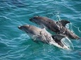 3-Hour Dolphin and Seal Sightseeing Cruise, Mornington Peninsula