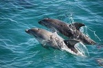3-Hour Dolphin and Seal Sightseeing Cruise, Mornington Peninsula