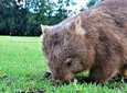 All-inclusive Walking with Wombats Tour