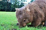 All-inclusive Walking with Wombats Tour
