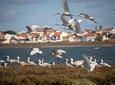 Birdwatching Boat Tour so close to Lisbon