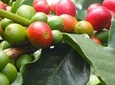 Kilimanjaro Local experience - National park, coffee class and culture