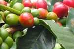 Kilimanjaro Local experience - National park, coffee class and culture