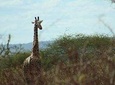 3-Day Mombasa to Tsavo West Safari 