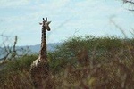 3-Day Mombasa to Tsavo West Safari 
