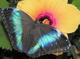 Schmetterlinghaus - Imperial Butterfly House Vienna Admission Ticket 