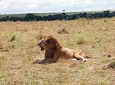 Half day Nairobi national park tours