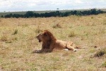 Half day Nairobi national park tours