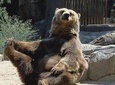 Executive Bear Sanctuary, Dracula's Castle and Brasov Day Trip (12h)
