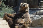 Executive Bear Sanctuary, Dracula's Castle and Brasov Day Trip (12h)
