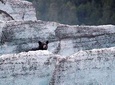 Bears, Trains & Icebergs Tour