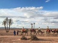 Top Activities: Sunset Camel Ride in the Palm Grove of Marrakech
