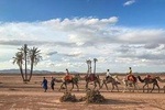 Top Activities: Sunset Camel Ride in the Palm Grove of Marrakech
