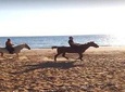 Ride horse on the beach and forest