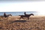Ride horse on the beach and forest