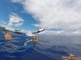 Whale Watching Tours in Bora Bora