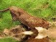  African Big 5 Aquila Safari Shared Transfers excluding safari entrance fees