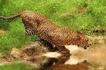  African Big 5 Aquila Safari Shared Transfers excluding safari entrance fees
