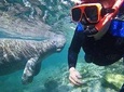 Swim with the Manatees Includes In-Water Guide/Photographer