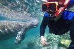 Swim with the Manatees Includes In-Water Guide/Photographer