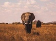 5 Days Luxury Camping Adventure Safaris: Tarangire, Serengeti & Ngorongoro