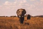 5 Days Luxury Camping Adventure Safaris: Tarangire, Serengeti & Ngorongoro
