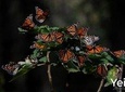 Monarch Butterfly Tour (Departing from Morelia)