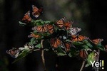 Monarch Butterfly Tour (Departing from Morelia)