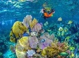 Amazing Reef Snorkel In Puerto Morelos With Round Transportation And Lunch