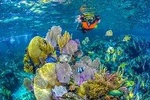 Amazing Reef Snorkel In Puerto Morelos With Round Transportation And Lunch