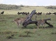 4-Day Nairobi & Maasai Mara Safari 
