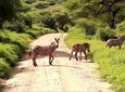 Lake Manyara National Park Day Trip