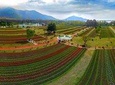Kashmir Tulip Festival