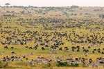 2-Day Masai Mara Overnight Safari