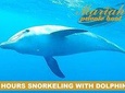 PRIVATE! 4-Hour speed boat tour: Swim with dolphins, snorkeling, island & wreck 
