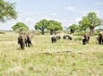 Tarangire National Park Day Tour