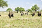 Tarangire National Park Day Tour