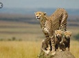  De Wildt Cheetah and Wildlife Centre Private Safari (Private) 