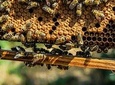 Beekeeping tour - Apiary Trip from Bucharest
