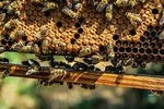 Beekeeping tour - Apiary Trip from Bucharest
