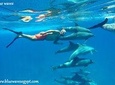 Snorkeling and swimming with dolphins trip