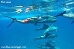 Snorkeling and swimming with dolphins trip