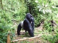 Lowland Gorilla trekking in Kahuzi-Biega National Park