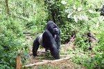 Lowland Gorilla trekking in Kahuzi-Biega National Park